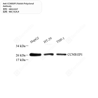 Антитела первичные, поликлональные кролика к CCNB1IP1 крысы, мыши, человека, 50 мкл