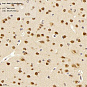 Антитела первичные, поликлональные, MAD1, 100 мкл