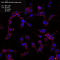 Антитела первичные, поликлональные, alpha-synuclein, 100 мкл