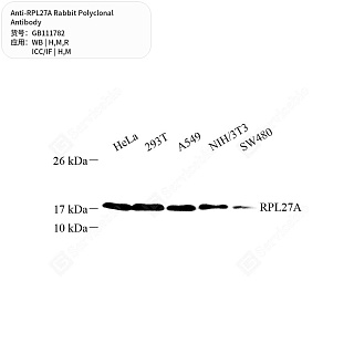 Антитела первичные, поликлональные кролика к RPL27A крысы, мыши, человека, 50 мкл