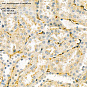 Антитела первичные, поликлональные, Apolipoprotein E, 100 мкл