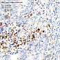 Антитела первичные, поликлональные Cleaved-Caspase-3, 100 мкл