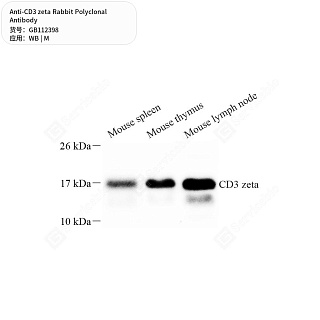 Антитела первичные, поликлональные кролика к CD3 zeta мыши, 50 мкл
