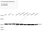 Антитела первичные, поликлональные, Peroxiredoxin 6, 100 мкл