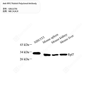 Антитела первичные, поликлональные кролика к RPL7 крысы, мыши, человека, 50 мкл