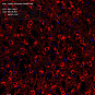 Антитела первичные, поликлональные, Leptin Receptor, 100 мкл