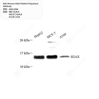 Антитела первичные, поликлональные кролика к Histone H2A.X крысы, мыши, человека, 50 мкл