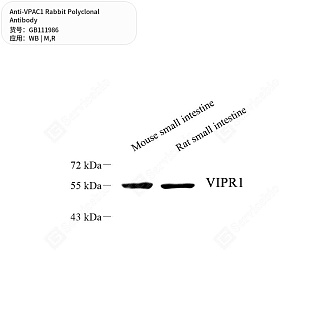 Антитела первичные, поликлональные кролика к VPAC1 крысы, мыши, 50 мкл