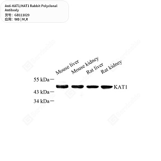 Антитела первичные, поликлональные кролика к KAT1/HAT1 крысы, мыши, 50 мкл
