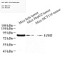 Антитела первичные, поликлональные, KMT6/EZH2, 100 мкл