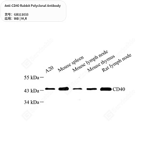 Антитела первичные, поликлональные кролика к CD40 крысы, мыши, 50 мкл