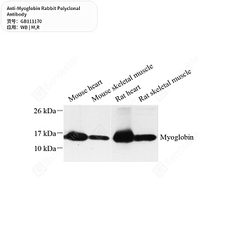 Антитела первичные, поликлональные кролика к Myoglobin крысы, мыши, 50 мкл