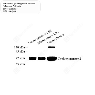 Антитела первичные, поликлональные кролика к COX2/Cyclooxygenase 2 крысы, мыши, 50 мкл