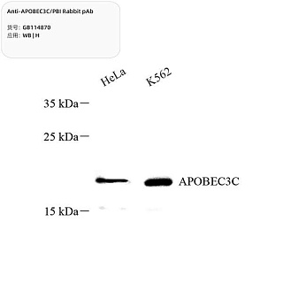 Антитела первичные, поликлональные кролика к APOBEC3C/PBI человека, 100 мкл