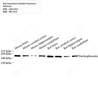 Антитела первичные, поликлональные кролика к Neurofascin крысы, мыши, 50 мкл