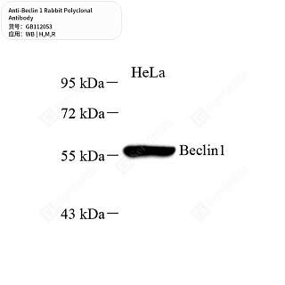 Антитела первичные, поликлональные кролика к Beclin 1 крысы, мыши, человека, 50 мкл