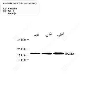 Антитела первичные, поликлональные кролика к BCMA крысы, человека, 50 мкл