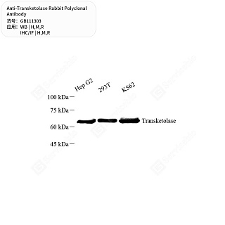Антитела первичные, поликлональные кролика к Transketolase крысы, мыши, человека, 50 мкл