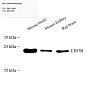 Антитела первичные, поликлональные, LIN7B, 100 мкл