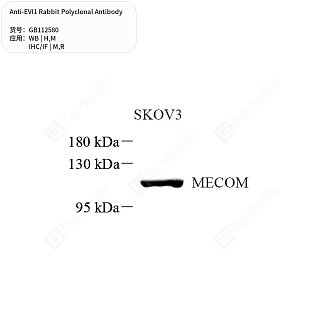 Антитела первичные, поликлональные кролика к EVI1 крысы, мыши, человека, 50 мкл