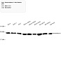 Антитела первичные, поликлональные, Peroxiredoxin 1/PAG, 100 мкл