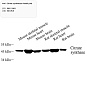 Антитела первичные, поликлональные, Citrate synthase, 100 мкл