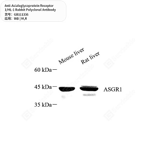 Антитела первичные, поликлональные кролика к Asialoglycoprotein Receptor 1/HL-1 крысы, мыши, 50 мкл