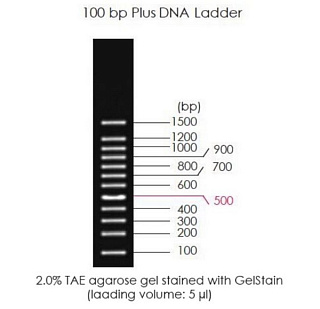 Маркеры молекулярной массы ДНК, 100-1500 п.о., 100bp Plus DNA Ladder, готовые к использ., 500 мкл