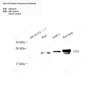 Антитела первичные, поликлональные кролика к CD3 крысы, мыши, человека, 50 мкл