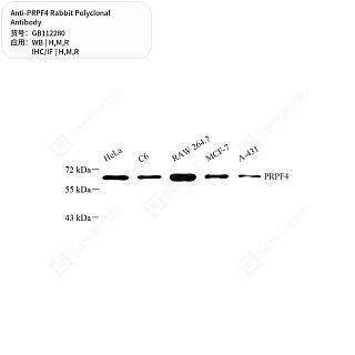 Антитела первичные, поликлональные кролика к PRPF4 крысы, мыши, человека, 50 мкл