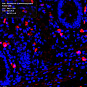 Антитела первичные, поликлональные, kynurenine 3-monooxygenase, 100 мкл