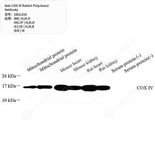 Антитела первичные, поликлональные кролика к COX IV крысы, мыши, человека, 50 мкл
