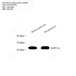 Антитела первичные, поликлональные кролика к Salivary alpha amylase крысы, мыши, 50 мкл