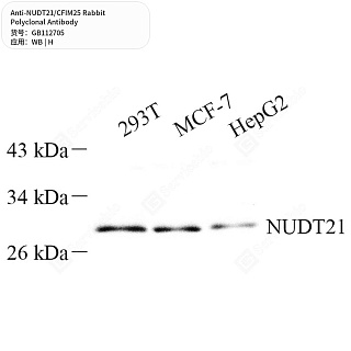 Антитела первичные, поликлональные кролика к NUDT21/CFIM25 человека, 50 мкл