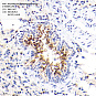 Антитела первичные, поликлональные, Angiotensin Converting Enzyme 2, 50 мкл