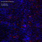 Антитела первичные, поликлональные, GPCR GPR120, 100 мкл