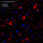 Антитела первичные, поликлональные, Leptin Receptor, 100 мкл