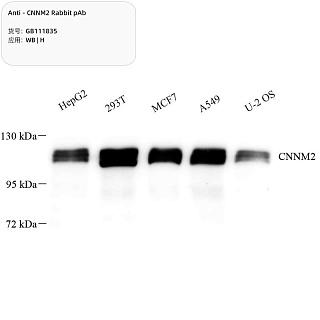 Антитела первичные, поликлональные кролика к CNNM2 человека, 100 мкл