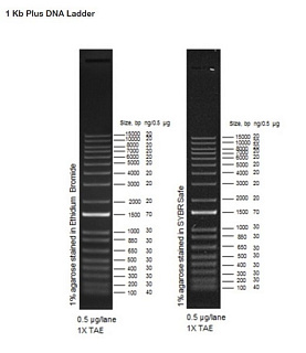Маркеры молекулярной массы ДНК, 100-15000 п.о., 1Kb Plus DNA (18 фрагментов), 250 мкг
