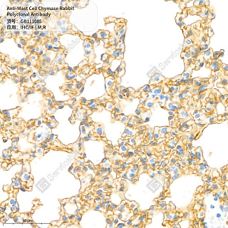 Антитела первичные, поликлональные кролика к Mast Cell Chymase крысы, мыши, 50 мкл