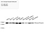 Антитела первичные, поликлональные, Glucagon Receptor, 100 мкл