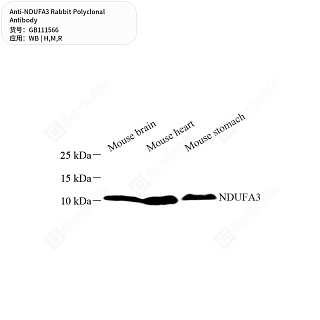 Антитела первичные, поликлональные кролика к NDUFA3 крысы, мыши, человека, 50 мкл