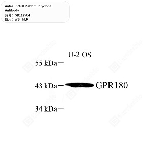 Антитела первичные, поликлональные кролика к GPR180 крысы, мыши, 50 мкл