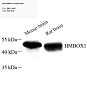 Антитела первичные, поликлональные, HMBOX1, 100 мкл