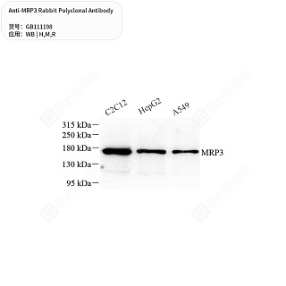 Антитела первичные, поликлональные кролика к MRP3 крысы, мыши, человека, 50 мкл
