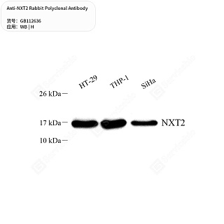 Антитела первичные, поликлональные кролика к NXT2 человека, 50 мкл