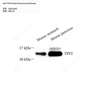 Антитела первичные, поликлональные кролика к TFF2 мыши, 50 мкл