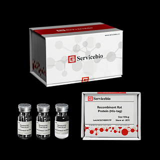 Белок рекомбинантный крысы TNNI3 Protein (His-tag), 500 мкг