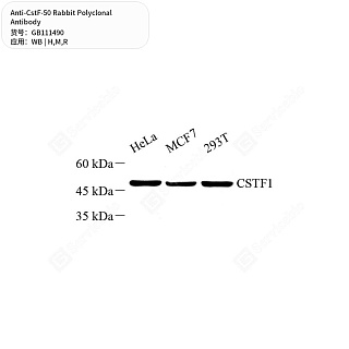 Антитела первичные, поликлональные кролика к CstF-50 крысы, мыши, человека, 50 мкл