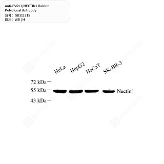 Антитела первичные, поликлональные кролика к PVRL1/NECTIN1 человека, 50 мкл